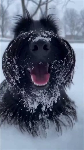 Scottish Terrier Goes Wild Playing in Fresh Snow