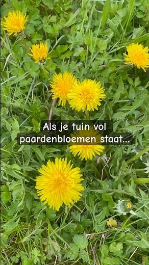Als je tuin vol paardenbloemen staat…