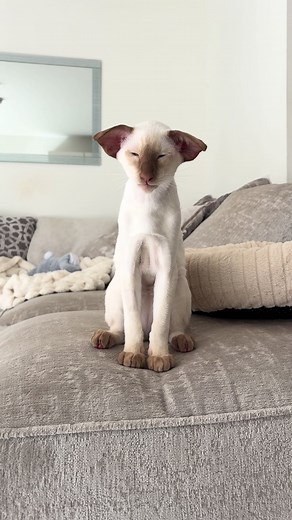 Grumpy Cat Returns Home: A Hilarious Moment
