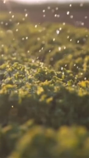 💧 Water-Smart Agriculture 1. Efficient Irrigation Techniques • Drip irrigation: Delivers water directly to plant roots, reducing wastage and evaporation. • Sprinkler irrigation: Evenly waters crops like rainfall, reducing water runoff. • Subsurface irrigation: Pipes below the soil surface supply water directly to roots. • These methods reduce water loss and increase water use efficiency. 2. Soil and Water Conservation • Practices like mulching, cover cropping, and contour farming help retain so