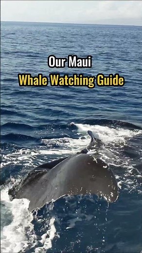 Maui Whale-Watching Guide: Where to Watch from Shore and Tours #hawaiitravelguide #whales #maui