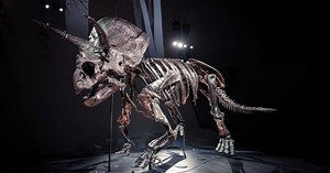 Horridus, le squelette de tricératops le plus complet au monde bientôt exposé en Australie
