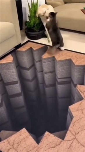 Realistic 3d carpet scares a cat badly#cat #crazz #catfunny #viral #trending #shorts #dog #animals
