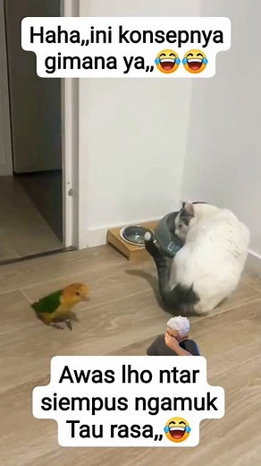 564K views · 6.2K reactions | Haha,,awas lho,,ntar siempus ngamuk tau rasa,, 藍 #kucinglucu #catslover #cats #reels #videobinatanglucu | Adie Benkbenk | Facebook