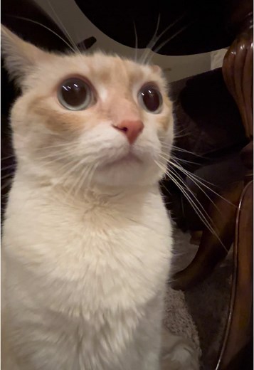 Emotional Farewell: Cats Saying Goodbye to Owners