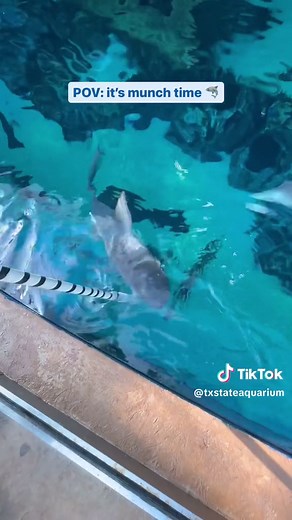 Shark Feeding at Texas State Aquarium