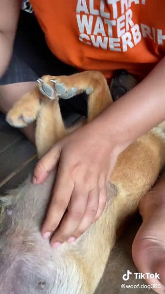 Helping a Dog Infested with Ticks and Lice