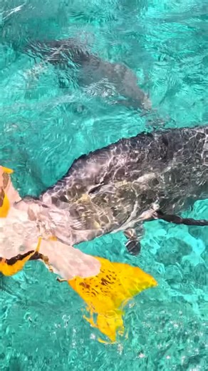 Back 2 Basics Adventures on Instagram: "Tag that one mate who still couldn’t catch a fish here 😆 @strick.and.fran The shot at the end must be how it feels to be a baitfish 🐟"