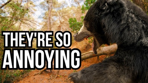 Why some animals survive by being impossible to deal with