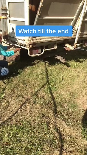 #calf #cattle #transport