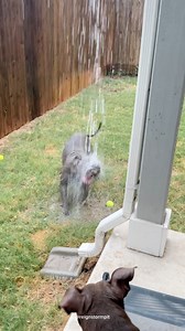 89K views · 2.9K reactions | We Had A Very Eventful Morning  Everyones Taking A Nap After This ! #pitbull #doggrooming #morningroutine #grooming #dogbath #dogbathroutine #dogsofinstagram #bath #dogspa #doglover #dogmom #pitbullsofinstagram #routine #funnydogs #cutedog #asmr #asmrsounds #satisfying #relaxing #morning #viral #explore | reignstormpit | Facebook