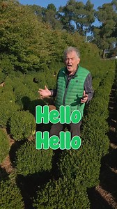 Hello Hello 🖐 🌳 English Box Topiary balls are a very popular choice for growing in pots, small gardens, or for making a beautiful, magnificent contemporary modern garden!! 🪴👀 Check them out TODAY! 📍Visit us in-store: 1477 Sydney Rd Campbellfield VIC 3061 📞Call us: (03) 9359 3331 🛒Visit us online: www.hellohelloplants.com.au | Hello Hello Plants & Garden Supplies