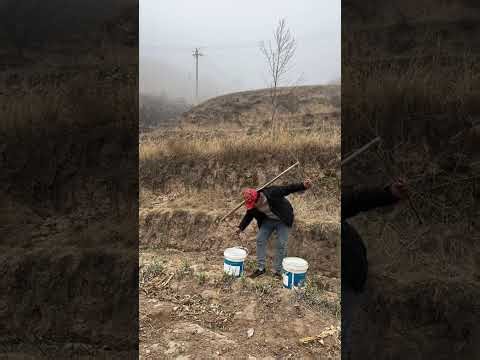 Original Mountain Ecosystem: Real-Life Footage from the Fields
