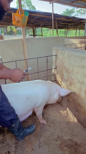 Establishing a comprehensive vaccination plan for a gilt close to farrowing is essential to safeguard her health and provide immunity to her piglets. Vaccinations help ensure the transfer of antibodies through colostrum, reducing the risk of neonatal diseases. #jaxfarm #pig