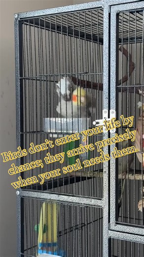 Pikachu my baby | Talking Beaks