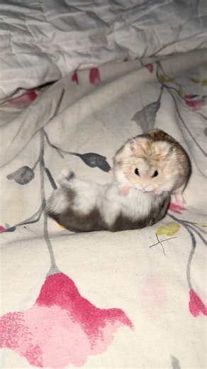 Plusha and Fufik's Adorable Dating Journey