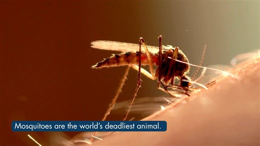 MVCAC Importance of Vector Control Video