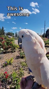67K views · 3.4K reactions | "This is awesome" says Max 藍 #talkingbird #talkingparrot | Max the Moluccan | Facebook