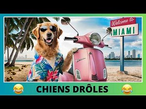 Chiens drôles qui vous feront rire - Compilation de chiens hilarants 🤣🐶 Funny Dog Compilation
