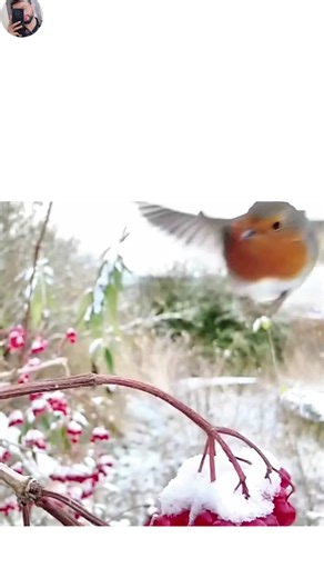 Resolving TikTok Account Unfreeze Issues