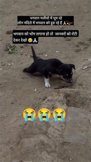 एक रोटी को तरस जाते हैं बेचारे 🥹🥹🥹🙏🏻