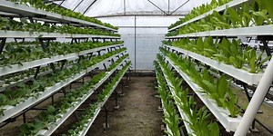 [Hot Item] PVC 100X50mm Nft Growing System Hydroponic Square Nft Gutter Trough for Multi Layer Greenhouse