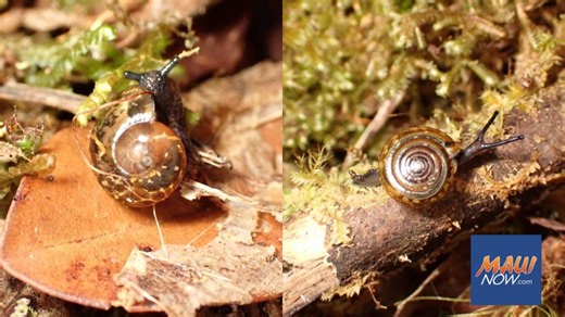Rare native Hawaiian land snails rediscovered after nearly a century | Maui Now