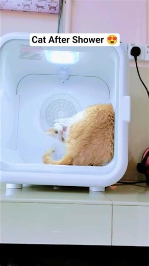 Luxury Cat Spa Day at Home | Must-See Transformation