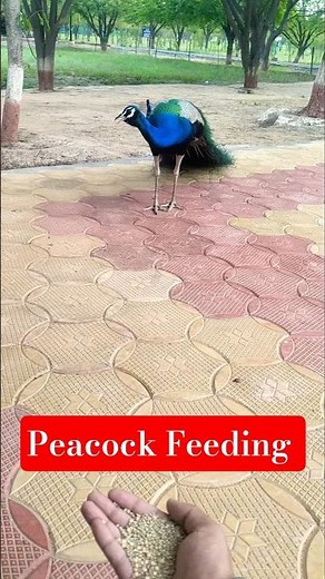 Mor | Peacock ‪@Shubtoonz‬ #peacock #mor #naniterimorni #nature #birds #shorts #wildlife