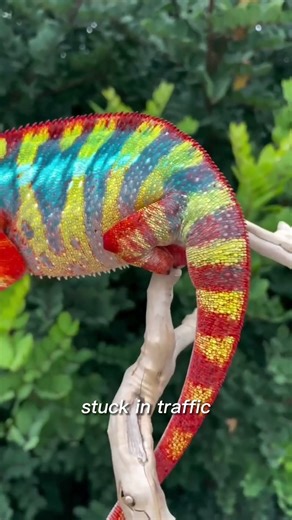 how is this tiny lizard always this angry?