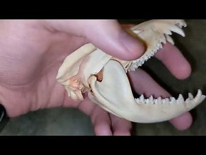 Features of a Virginia Opossum Skull