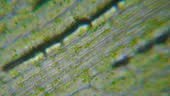Motion Cells Chloroplast Under Microscope. Chlorophyll Cell Division....