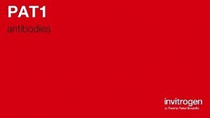 PAT1 antibodies from Thermo Fisher Scientific