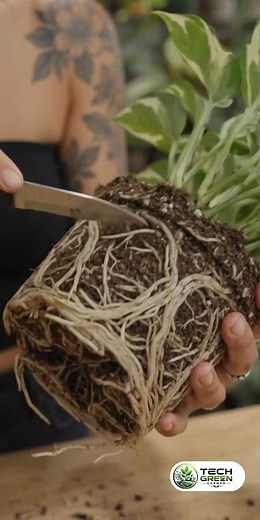 You're Repotting Your Plants WRONG 😬 (3 Fixes)