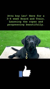 Canine Balance Dog Training on Reels