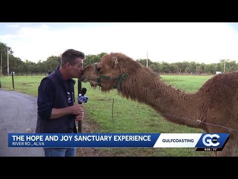 Hope & Joy Sanctuary offers a day of joy, healing and animal fun
