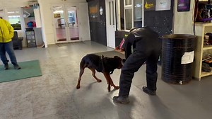 4K views · 106 reactions | Douglas The working line Red dog! 8 months old foundation bite work & committed grip development! Fit for purpose! The breed is already full of rhetoric that has no merit and offers zero value! Our job is to present the magnificent capabilities PF this breed! | DDR GUARD DOGS | Facebook