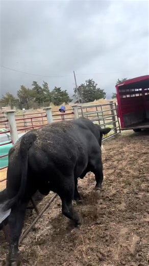 A mouse can eat an entire tree over the winter but the owl can only file their taxes before April 16th #fyp #farming #cow