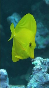 Sea Life at Turtle Town