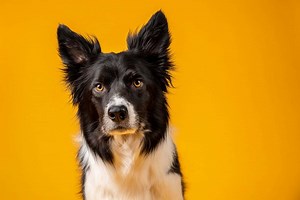 How To: Set up a dog photography studio in a small space » That Tog Spot