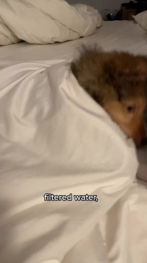 I’m definitely a filtered water kind of dog. #sheltiesoftiktok #sheltiepuppy #sheltiepuppies #sheltielove #sheltiesmile #puppiesoftiktok #puptok