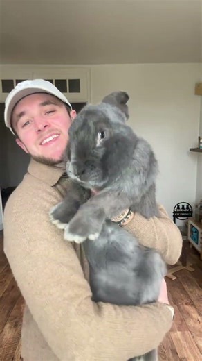 Does your rabbit have a good temperament? #usa #funny #pets #rabbit #fyp