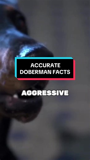 Discover the Truth About Dobermans: Intelligent, Loyal, Graceful