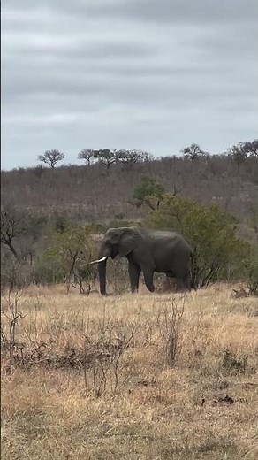 Ultimate Kruger Park Safari Guide: Big Five & Best Tips