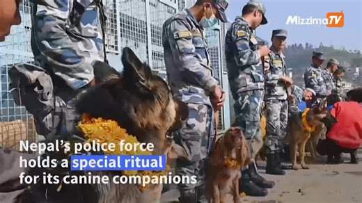 Dogs in Nepal are decked with marigold garlands and bright vermillion paint to celebrate a day dedicated to them as part of a Hindu festival. Kukur Tihar, the second day of the five-day Tihar festival, is reserved for worshipping dogs as agents of Yamaraj, the god of death, and for appreciating their loyalty and companionship to humans. | Mizzima - Myanmar News - English Edition