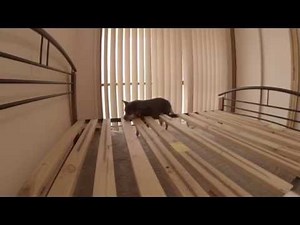 Koala Mattress Unboxing