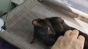 67K views · 10K reactions | Mike has a happy (oh, that purrr) and Saul and Lalo have a sleepy. (The other kittens, at my feet, were following mama around hoping to nurse.) | Love & Hisses | Facebook