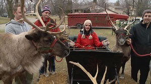 Minn. farm offers reindeer rentals for the holidays