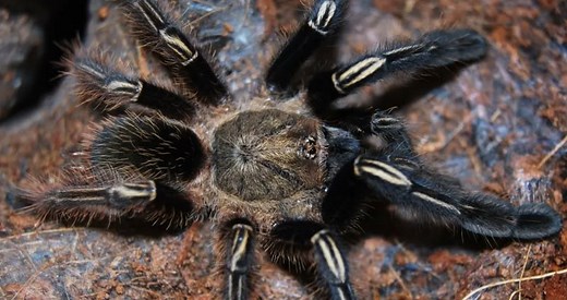 Ephebopus murinus 101: Care, Enclosure, Temperament & More