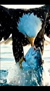Epic Bald Eagle Hunt Catching Fish in Stunning Slow Motion 🦅🐟🌊 #EagleHunt #eagle